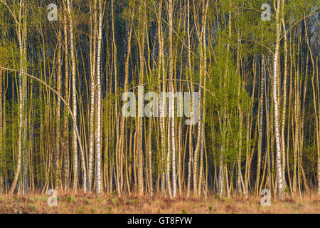 Birch Forest in Spring, Hesse, Germany Stock Photo