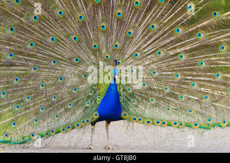 Portrait of Peacock with Tail Feathers Displayed, Hesse, Germany Stock Photo