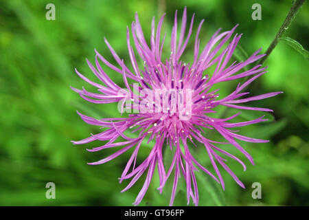 Greater knapweed (Centaurea scabiosa) flower Stock Photo