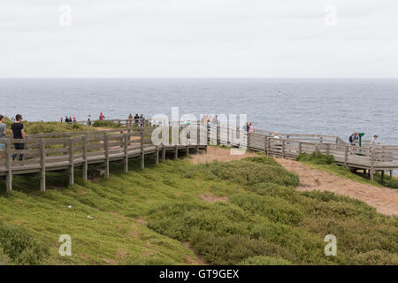 The Nobbies boardwalk on Phillip Island Stock Photo