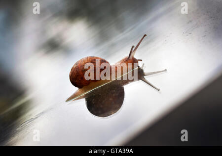 Close-up of Garden Snail on Greenhouse Roof Stock Photo