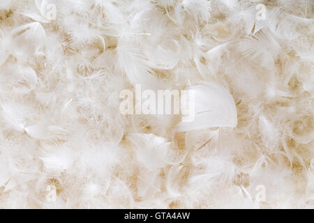 Light fluffy white feather background texture of goose or duck down in a full frame view conceptual of luxury and elegance Stock Photo