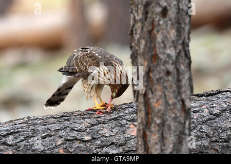 Juvenile Cooper's hawk (Accipiter cooperii) eating small bird it had caught. Stock Photo