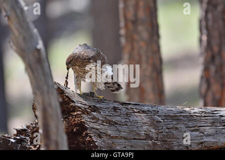 Juvenile Cooper's hawk (Accipiter cooperii) eviscerating caught rodent. Stock Photo