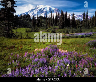 Washington's tallest peak, Mt Rainier rises above summer wildflowers blooming along Mazama Ridge in Mt Rainier National Park. Stock Photo