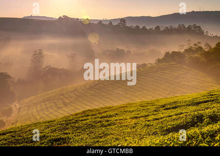 tea plantations Eastern Highlands Zimbabwe Africa Stock Photo