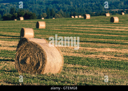 harvested field with straw bales, summer agriculture concept, czech republic Stock Photo