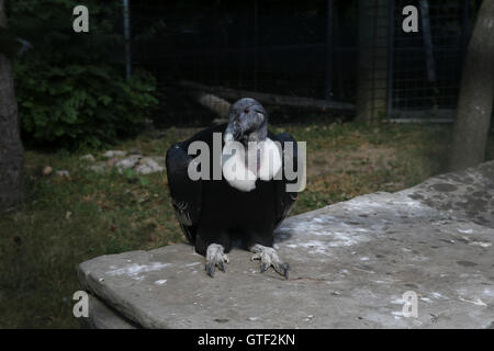 Andean Condor (Vulture Gryphus) Stock Photo