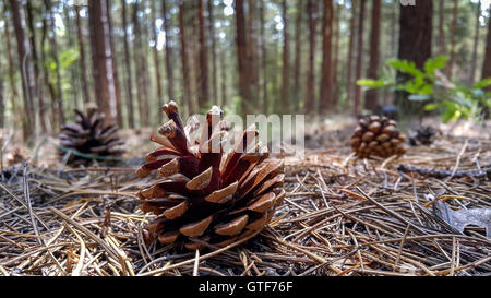 Several pine cones fallen on the ground in the forest in a summer day. Stock Photo