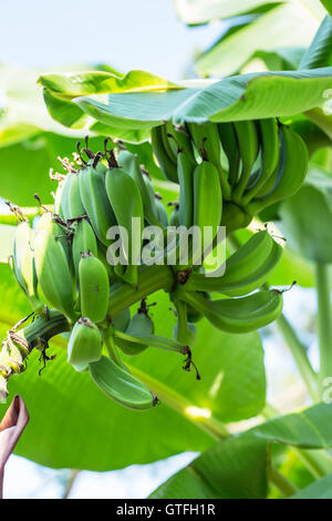 Unripe bunch of bananas on the palm. Closeup picture. Stock Photo