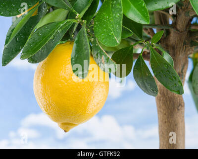 Ripe lemon fruit on the tree. Blue sky background. Stock Photo