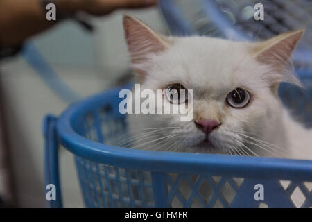 Staring Persian Cat Stock Photo