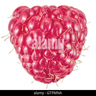 Ripe raspberry on the white background. Stock Photo