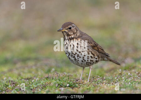 Song Thrush / Singdrossel ( Turdus philomelos ) in breeding dress, migrant, on the ground, searching for food. Stock Photo