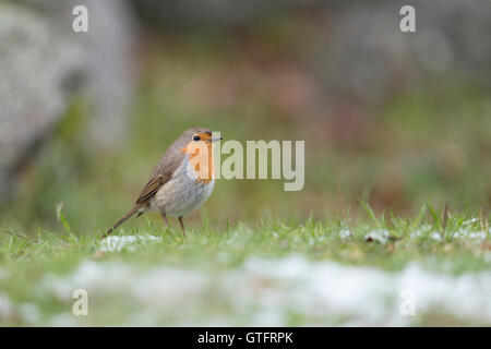 Robin Redbreast / Rotkehlchen ( Erithacus rubecula ) from a low point of view, standing in grass with rests of snow. Stock Photo