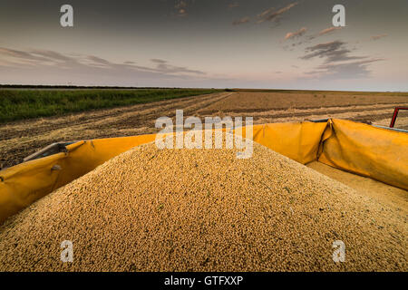 Soy beans in tractor trailer just harvested Stock Photo