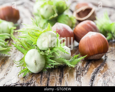Young hazelnuts and ripe brown hazelnuts on the wooden table. Stock Photo