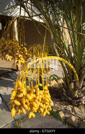 Yellow dates hanging from a branch. Stock Photo