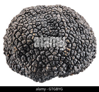 Black truffle. File contains clipping paths. Stock Photo