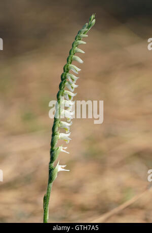 Autumn Ladys Tresses - Spiranthes spiralis Late summer flowering orchid Stock Photo