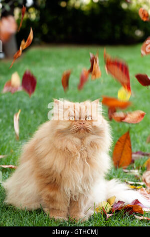 Persian cat watching autumn leaves fall in garden Stock Photo