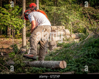 professional lumberjacks cutting trees with chainsaw in Quebec country, Canada -- Stock Photo