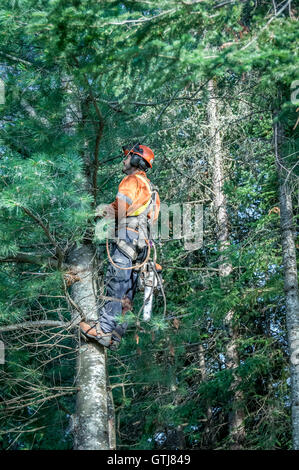 Professional lumberjack cutting tree on the top  with a chainsaw in Quebec country, Canada