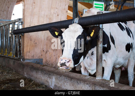 Dairy cows eating silage and fresh grass on a farm in the United ...