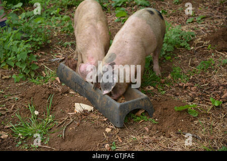 Gloucester Old Spot X piglets eating from trough Stock Photo