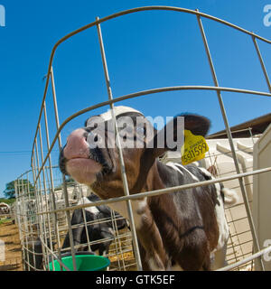 veal calf in pen Stock Photo