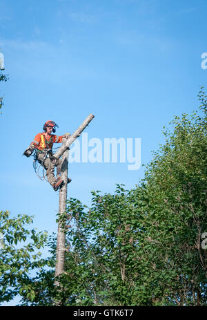 Professional lumberjack cutting tree on the top  with a chainsaw in Quebec country, Canada  -