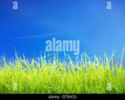 Fresh young green lawn grass under blue sunny sky closeup background Stock Photo