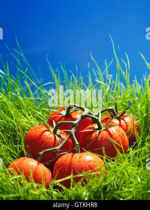 Tomatoes on the wine in green grass under blue sky artistic food still life Stock Photo