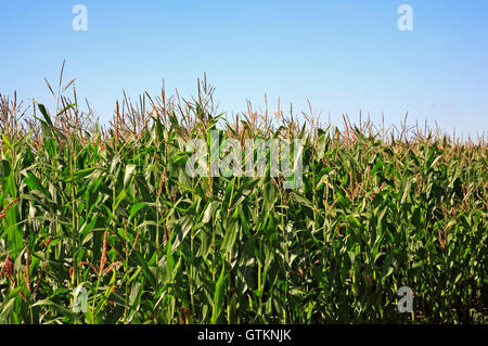 A close-up view of a crop of field corn in North Norfolk, England, United Kingdom.