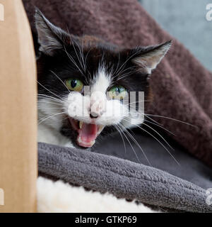 cat hissing Stock Photo