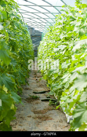 cucumber growing in a poly tunnel Stock Photo