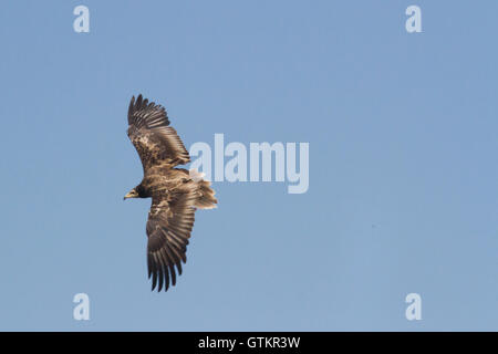 The Egyptian vulture (Neophron percnopterus), juvenile is landing, Spain Stock Photo
