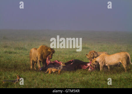 Male lion and two females feed on a cape buffalo while a jackal waits to scavenge, Ngorongoro Crater, Tanzania. Stock Photo