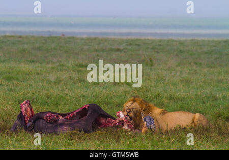 Male lion feeds on cape buffalo taken down by females in the pride, Ngorongoro Crater, Tanzania. Stock Photo