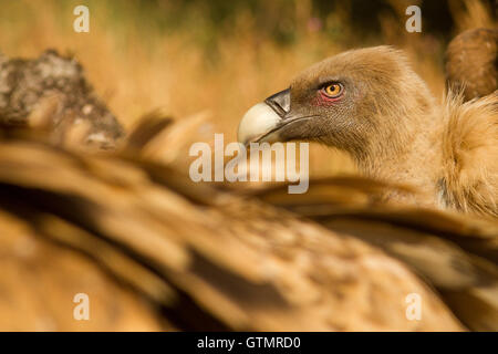 Griffon vulture (Gyps fulvus), eating on a carrion, Spain Stock Photo