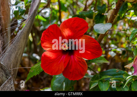 Red hibiscus flower close-up in front of a blurred coloured forest, scene taken in summer 2016. Stock Photo