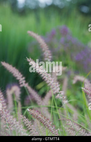 Pennisetum orientale ‘Karley Rose’ Oriental Fountain Grass in a garden border. Stock Photo