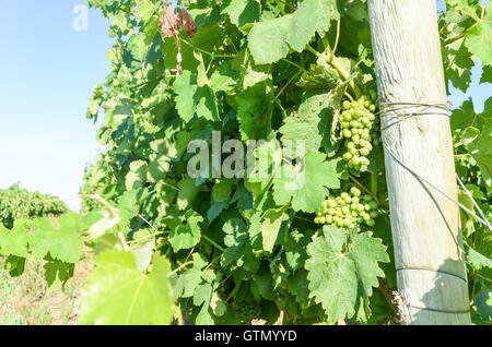 Wineyards near Hermanus, South Africa Stock Photo