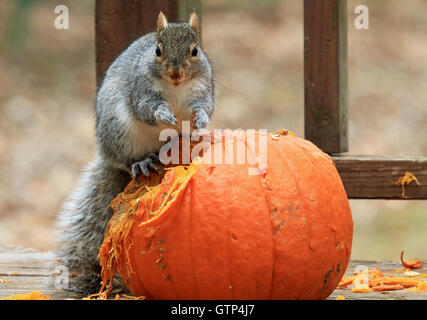 Eastern gray squirrel (Sciurus carolinensis) sitting atop a pumpkin and using its paws to dig for seeds Stock Photo