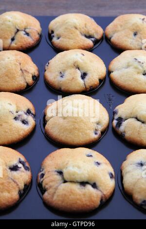 Blueberry muffins in tin Stock Photo