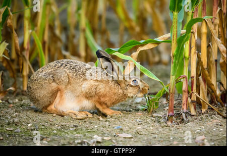 Brown Hare (Lepus europaeus) checking out the leaves on a sweetcorn plant. Stock Photo