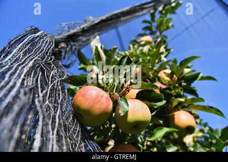 Friedrichshafen, Germany. 09th Sep, 2016. Nearly ripe apples with a hail net over them hang in an apple orchard in Friedrichshafen, Germany, 09 September 2016. Photo: FELIX KAESTLE/dpa/Alamy Live News Stock Photo