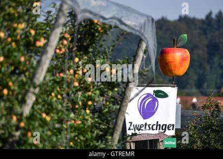 Friedrichshafen, Germany. 09th Sep, 2016. An over-sized plastic apple points out fruit for sale above a poster written with 'plums' in Friedrichshafen, Germany, 09 September 2016. Photo: FELIX KAESTLE/dpa/Alamy Live News Stock Photo