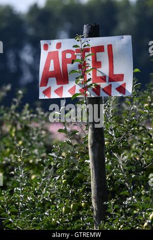 Friedrichshafen, Germany. 09th Sep, 2016. A sign written with 'apples' stands outside of an apple orchard in Friedrichshafen, Germany, 09 September 2016. Photo: FELIX KAESTLE/dpa/Alamy Live News Stock Photo