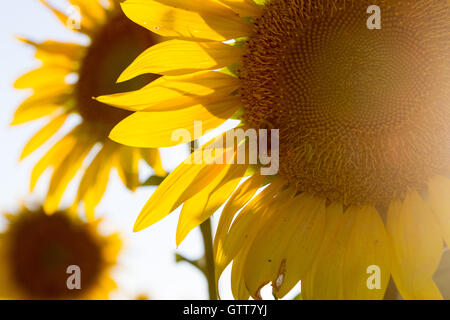 Bumble bee on sunflower close up Stock Photo